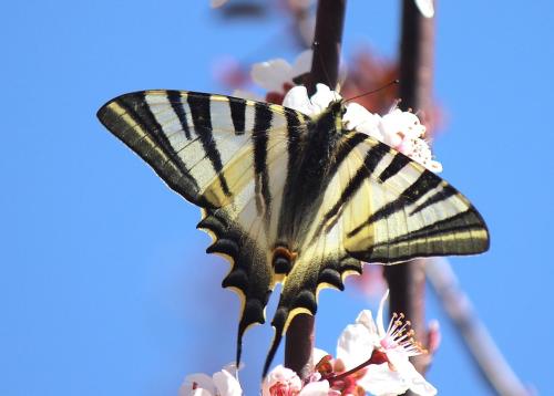 Réf. 294 598 : Iphiclides feisthamelii